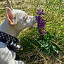 Gabby is registered to the contest to win money with this photo: dog, white_dog, flower, purple_flower, grass, wild_plants, nature, outdoor, sunny, pet, collar, studs, sniffing, close_up, animal, summer, greenery, field, canine, curious