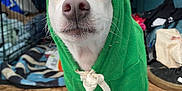 Gabby is registered to the contest to win money with this photo: dog, hoodie, green_hoodie, costume, pet, animal, indoor, closeup, cute, white_dog, clothing, face, eyes, nose, paws, vehicle_interior, blanket, fabric, background, curious