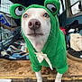 dog, hoodie, green_hoodie, costume, pet, animal, indoor, closeup, cute, white_dog, clothing, face, eyes, nose, paws, vehicle_interior, blanket, fabric, background, curious