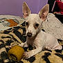 Gabby joined the competition — help win amazing prizes! dog, small_dog, white_dog, pet, toy, yellow_toy, blanket, indoor, bed, bedding, ears, paw, cute, animal, domestic_animal, lying_down, looking_at_camera, close_up, resting, fur