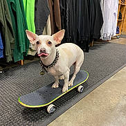 Gabby is registered to the contest to win money with this photo: dog, skateboard, tongue_out, indoor, clothing_store, hoodies, spiked_collar, small_dog, white_dog, playful, pet, flooring, retail, casual, cheeky, animal, four_legs, cute, pet_accessory, store