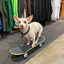dog, skateboard, tongue_out, indoor, clothing_store, hoodies, spiked_collar, small_dog, white_dog, playful, pet, flooring, retail, casual, cheeky, animal, four_legs, cute, pet_accessory, store