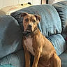 animal, brown_dog, collar, couch, cozy, curious, cushion, dog, ears, furniture, heater, indoor, living_room, looking, paws, pet, relaxed, seated, tail, white_chest