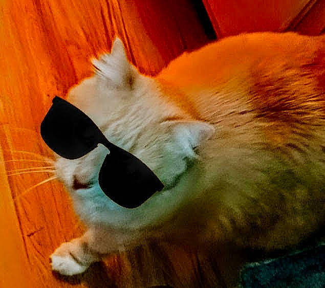 Big Booty Judy joined the competition — help win amazing prizes! canidae, carnivore, companion_dog, costume, dog, dog_breed, fashion_accessory, fawn, felidae, flooring, fur, hardwood, non_sporting_group, small_to_medium_sized_cats, snout, tail, terrestrial_animal, whiskers, wood, working_animal