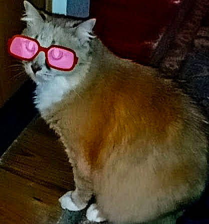 Big Booty Judy joined the competition — help win amazing prizes! carnivore, cat, claw, collar, domestic_short_haired_cat, eye, fang, fawn, felidae, fur, paw, small_to_medium_sized_cats, snout, tail, terrestrial_animal, whiskers, window, wood, yawn