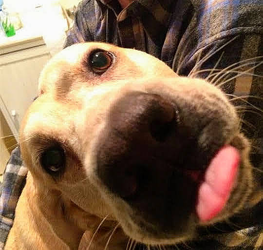 Megatron joined the competition — help win amazing prizes! carnivore, collar, companion_dog, dog, dog_breed, dog_collar, ear, eye, fawn, happy, head, houseplant, jaw, mammal, pet_supply, selfie, snout, sporting_group, whiskers, working_animal