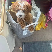Tucci joined the competition — help win amazing prizes! adorable, animal, basket, brown, carpet, container, curly_fur, cute, dog, floor, furniture, home, indoor, pet, playful, puppy, soft, stuffed_toy, toy, white