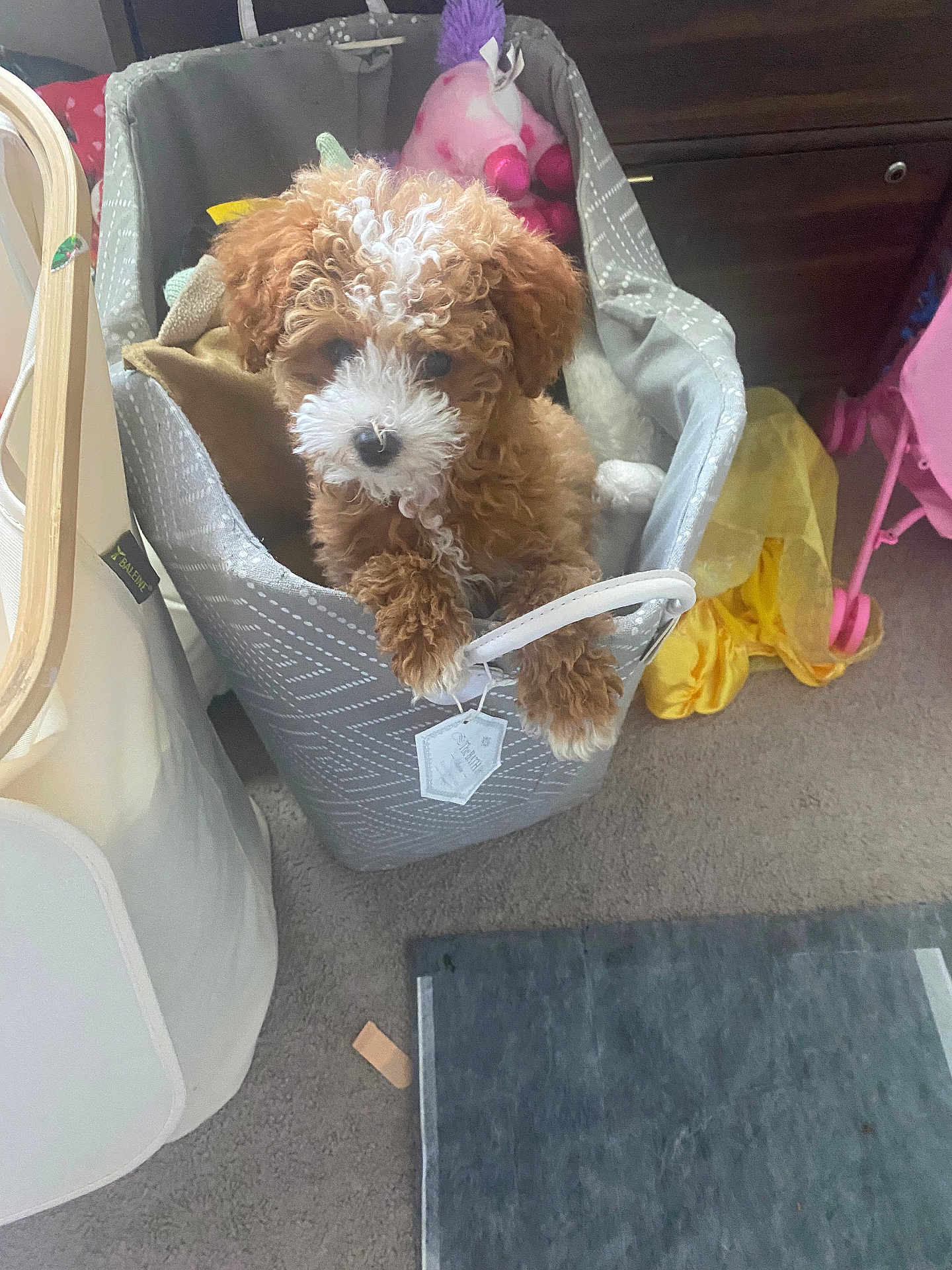 Tucci joined the competition — help win amazing prizes! adorable, animal, basket, brown, carpet, container, curly_fur, cute, dog, floor, furniture, home, indoor, pet, playful, puppy, soft, stuffed_toy, toy, white