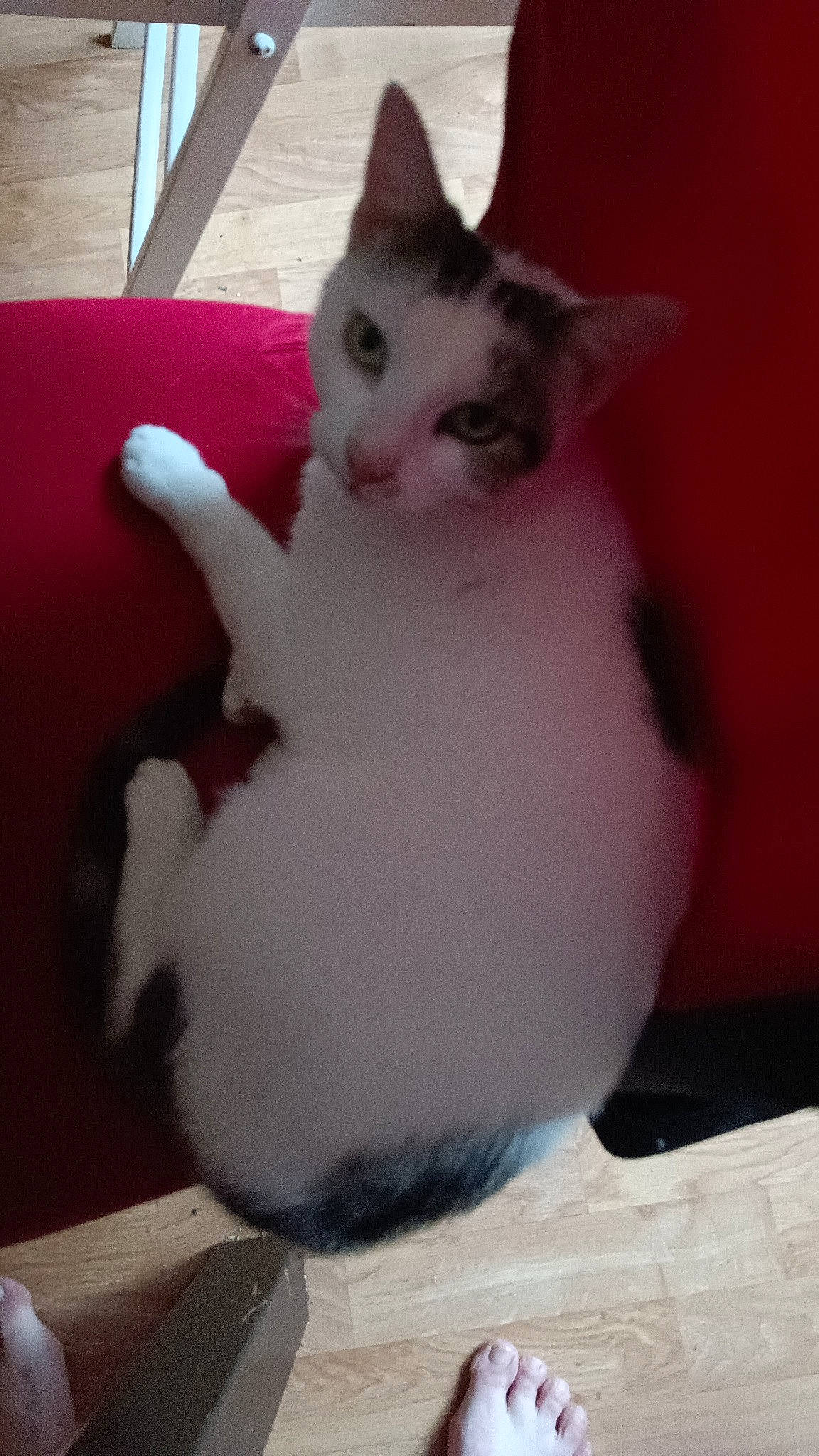 Raya participe au concours pour gagner de l'argent avec cette photo : carmine, carnivore, cat, comfort, companion_dog, domestic_short_haired_cat, ear, eye, fawn, felidae, foot, fur, human_body, leg, paw, pink, small_to_medium_sized_cats, snout, tail, whiskers