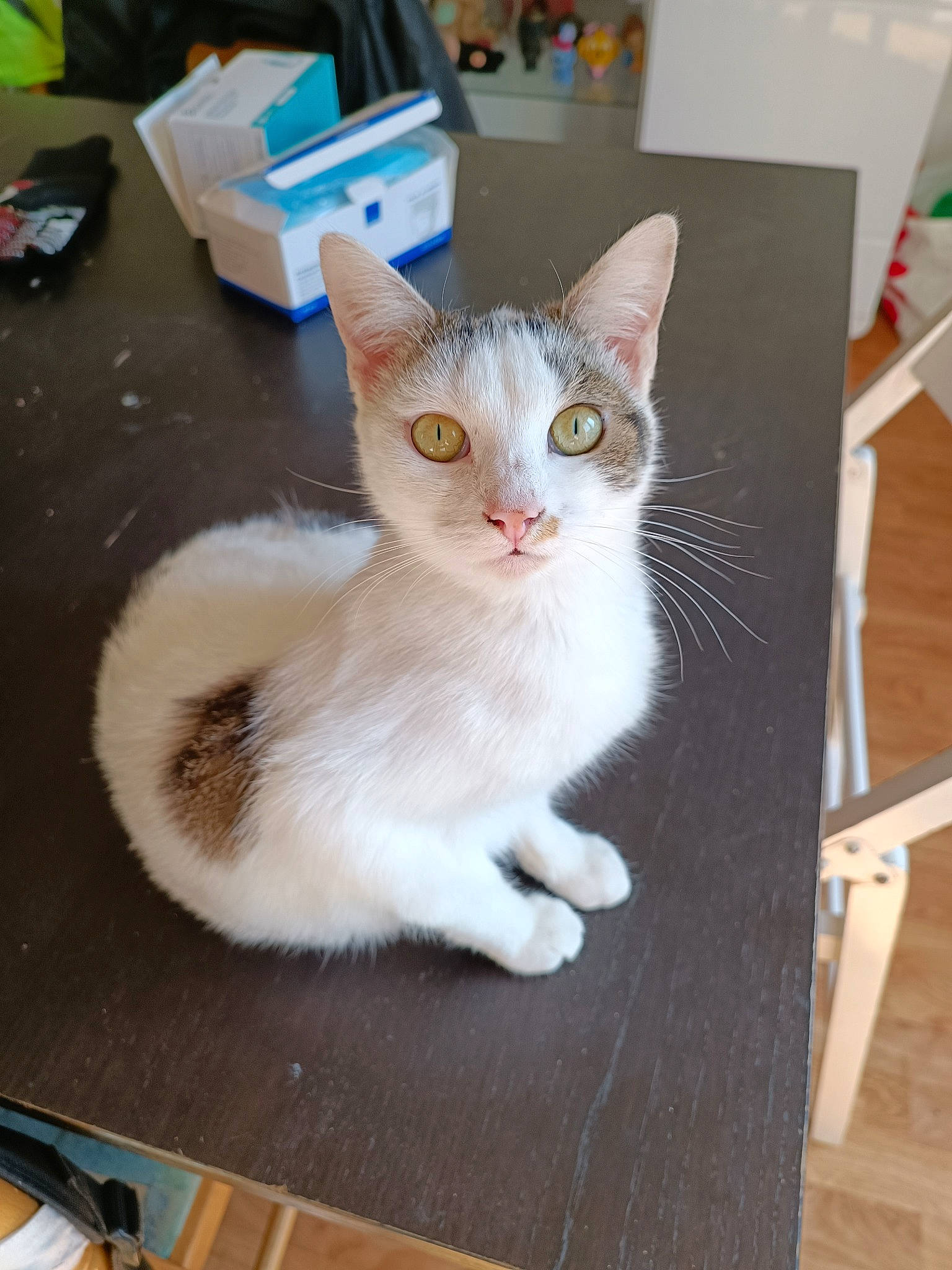 Raya a rejoint le concours — aidez-le/la à gagner de superbes lots ! box, carnivore, cat, claw, domestic_short_haired_cat, fawn, felidae, flooring, fur, hardwood, paw, pet_supply, photo_caption, sitting, small_to_medium_sized_cats, snout, tail, whiskers, wood