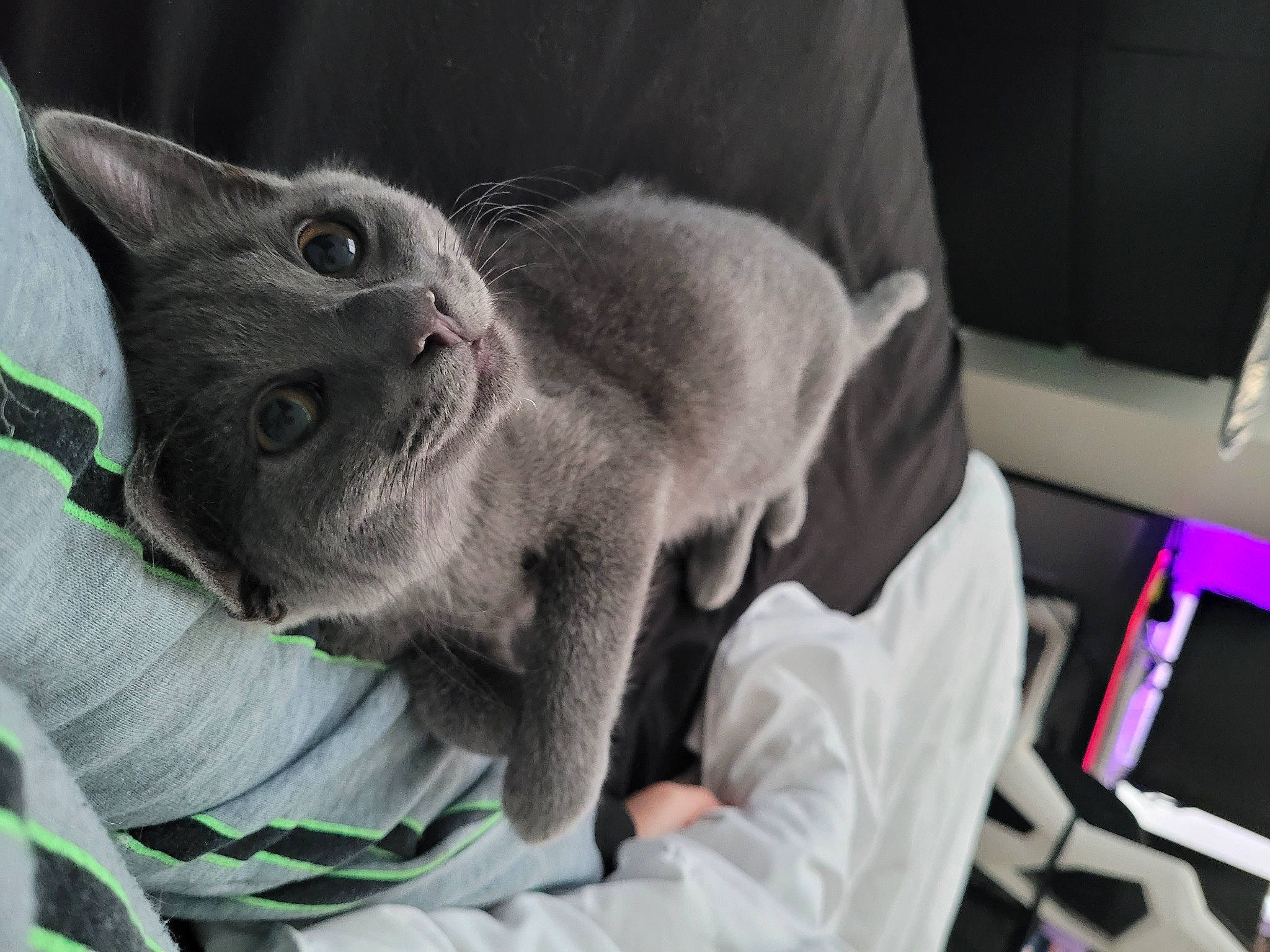 Grayson joined the competition — help win amazing prizes! carnivore, cat, chartreux, comfort, computer_keyboard, domestic_short_haired_cat, ear, felidae, fur, nap, paw, russian_blue, small_to_medium_sized_cats, snout, whiskers