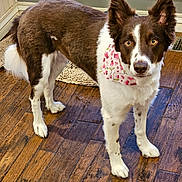 Bear is registered to the contest to win money with this photo: dog, brown_and_white, bandana, indoor, wooden_floor, curious, pet, canine, heart_pattern, fur, ears_up, alert, looking_at_camera, floor_mat, window, home, animal, domestic, standing, closeup