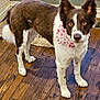 dog, brown_and_white, bandana, indoor, wooden_floor, curious, pet, canine, heart_pattern, fur, ears_up, alert, looking_at_camera, floor_mat, window, home, animal, domestic, standing, closeup