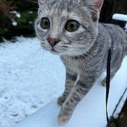 Yuna participe au concours pour gagner de l'argent avec cette photo : animal, cat, closeup, cold, curious, ears, exploring, feline, focus, fur, gray_tabby, nature, outdoor, pet, railing, snow, walking, whiskers, wide_eyes, winter