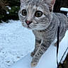 animal, cat, closeup, cold, curious, ears, exploring, feline, focus, fur, gray_tabby, nature, outdoor, pet, railing, snow, walking, whiskers, wide_eyes, winter