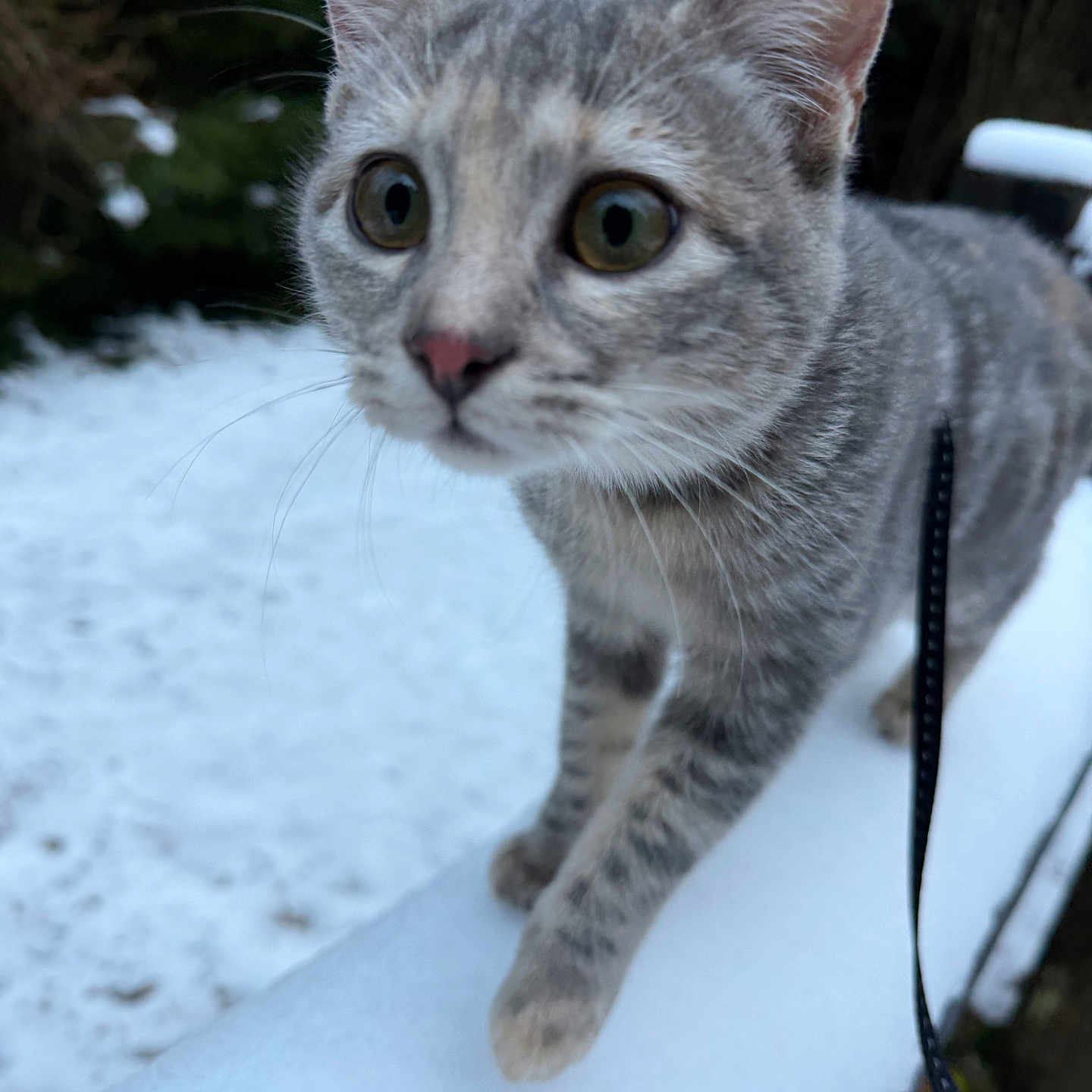 Yuna participe au concours pour gagner de l'argent avec cette photo : animal, cat, closeup, cold, curious, ears, exploring, feline, focus, fur, gray_tabby, nature, outdoor, pet, railing, snow, walking, whiskers, wide_eyes, winter