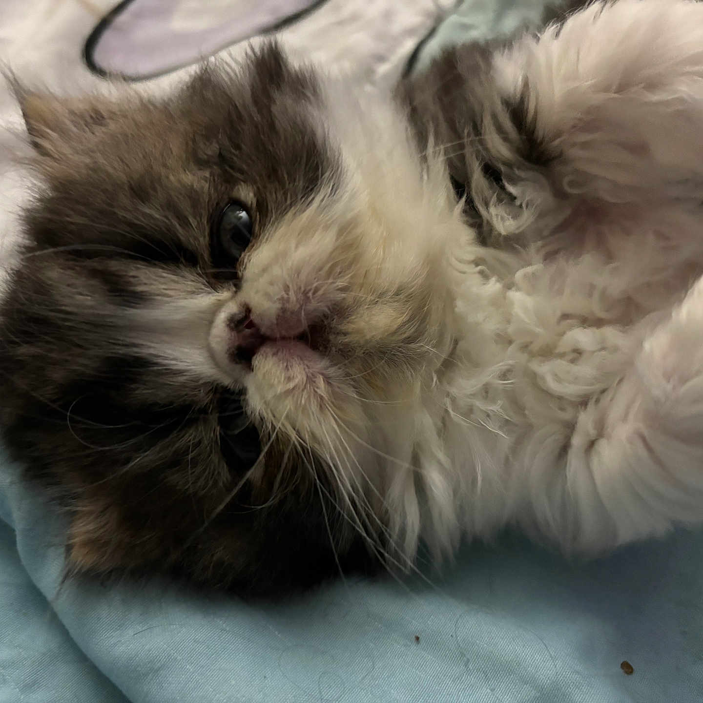 Dojo is registered to the contest to win money with this photo: animal, black, blanket, cat, closeup, cozy, cute, domestic, face, fluffy, fur, indoor, kitten, lying_down, pet, sleepy, soft, whiskers, white, young