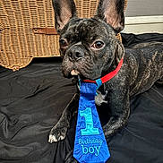 Ace is registered to the contest to win money with this photo: dog, french_bulldog, birthday, tie, brindle, pet, animal, indoor, black_fabric, wicker_basket, collar, celebration, cute, portrait, lying_down, looking_away, one_year, accessory, closeup, domestic_animal