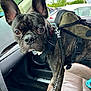 Ace joined the competition — help win amazing prizes! dog, french_bulldog, car, pet, harness, backpack, leash, seat, window, sideview, brown_eyes, ears, fur, vehicle, daylight, outdoor, road_trip, curious, closeup, companion