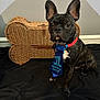 Ace is registered to the contest to win money with this photo: dog, french_bulldog, birthday, tie, collar, brindle, pet, animal, wicker_basket, bone_shaped, indoor, black_fabric, sitting, portrait, cute, celebration, close_up, looking_at_camera, brown, decor