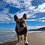 Ouisti a rejoint le concours — aidez-le/la à gagner de superbes lots ! dog, french_bulldog, beach, sand, ocean, waves, sky, clouds, sunny, outdoor, pet, animal, walking, canine, nature, daytime, closeup, mammal, portrait, cute