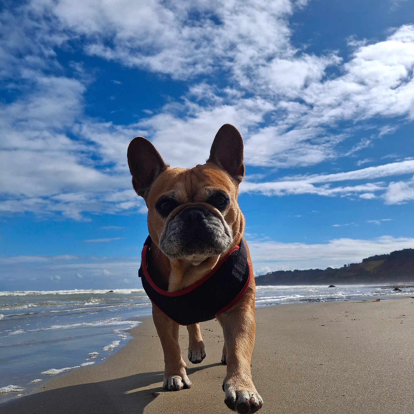 Ouisti a rejoint le concours — aidez-le/la à gagner de superbes lots ! animal, beach, canine, closeup, clouds, cute, daytime, dog, french_bulldog, mammal, nature, ocean, outdoor, pet, portrait, sand, sky, sunny, walking, waves