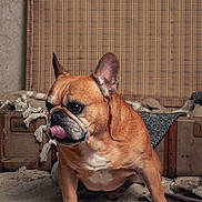 Ouisti a rejoint le concours — aidez-le/la à gagner de superbes lots ! dog, french_bulldog, tongue_out, pet, animal, brown, blanket, vintage, suitcase, indoors, fur, cute, ears, snout, paw, portrait, cozy, texture, resting, side_view