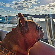 Ouisti a rejoint le concours — aidez-le/la à gagner de superbes lots ! dog, french_bulldog, side_profile, outdoor, water, boat, sunlight, sky, clouds, collar, pet, daylight, reflection, animal, nature, canine, summer, vacation, travel, peaceful