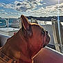 dog, french_bulldog, side_profile, outdoor, water, boat, sunlight, sky, clouds, collar, pet, daylight, reflection, animal, nature, canine, summer, vacation, travel, peaceful