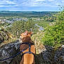 Ouisti a rejoint le concours — aidez-le/la à gagner de superbes lots ! dog, brown_dog, harness, outdoor, nature, rocks, grass, trees, sky, clouds, landscape, valley, road, buildings, leash, pet, canine, scenic, walking, adventure