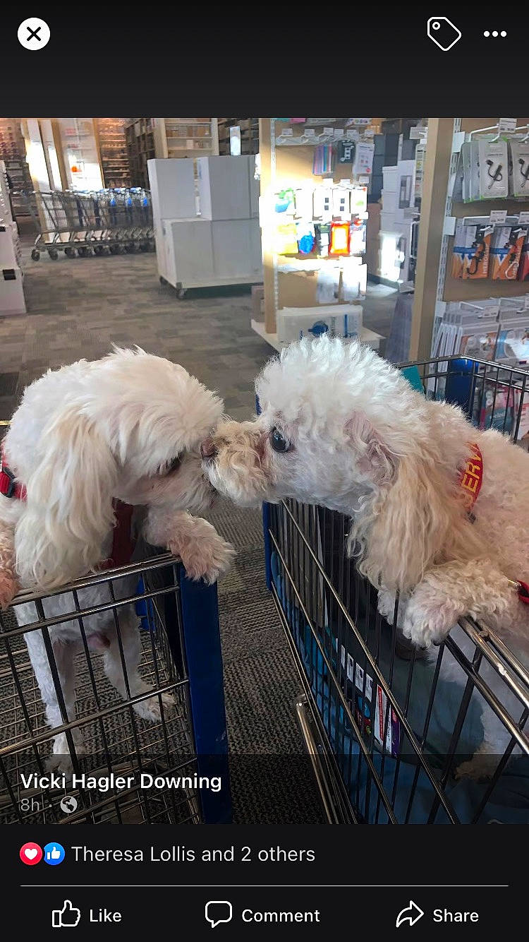 Harley joined the competition — help win amazing prizes! canidae, carnivore, city, collar, companion_dog, dog, dog_breed, dog_supply, event, feather, fur, labradoodle, pet_supply, poodle_crossbreed, small_terrier, sporting_group, tail, terrier, toy_dog, white