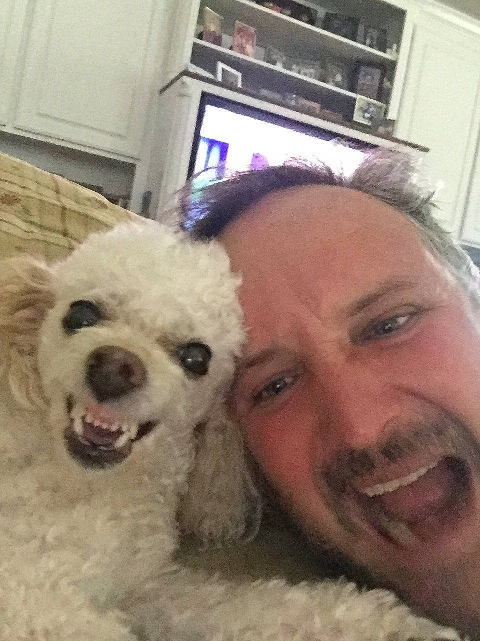 Harley is registered to the contest to win money with this photo: beard, carnivore, companion_dog, dog, dog_breed, ear, eye, fawn, fun, happy, head, iris, laptop, nose, poodle, skin, smile, snout, toy_dog, working_animal