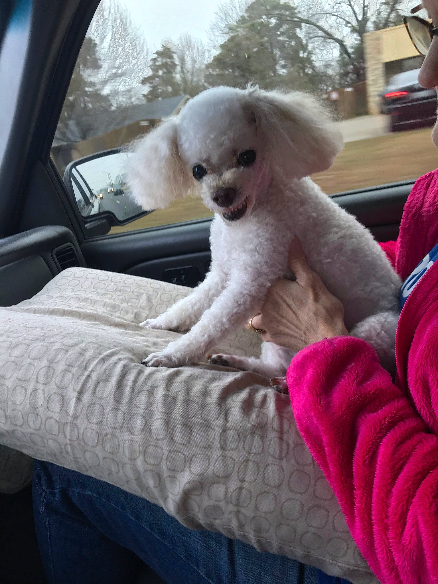 Harley is registered to the contest to win money with this photo: automotive_exterior, automotive_mirror, car, carnivore, comfort, companion_dog, dog, dog_breed, family_car, fawn, fur, poodle, sky, snout, sporting_group, toy_dog, tree, vehicle, vehicle_door, window