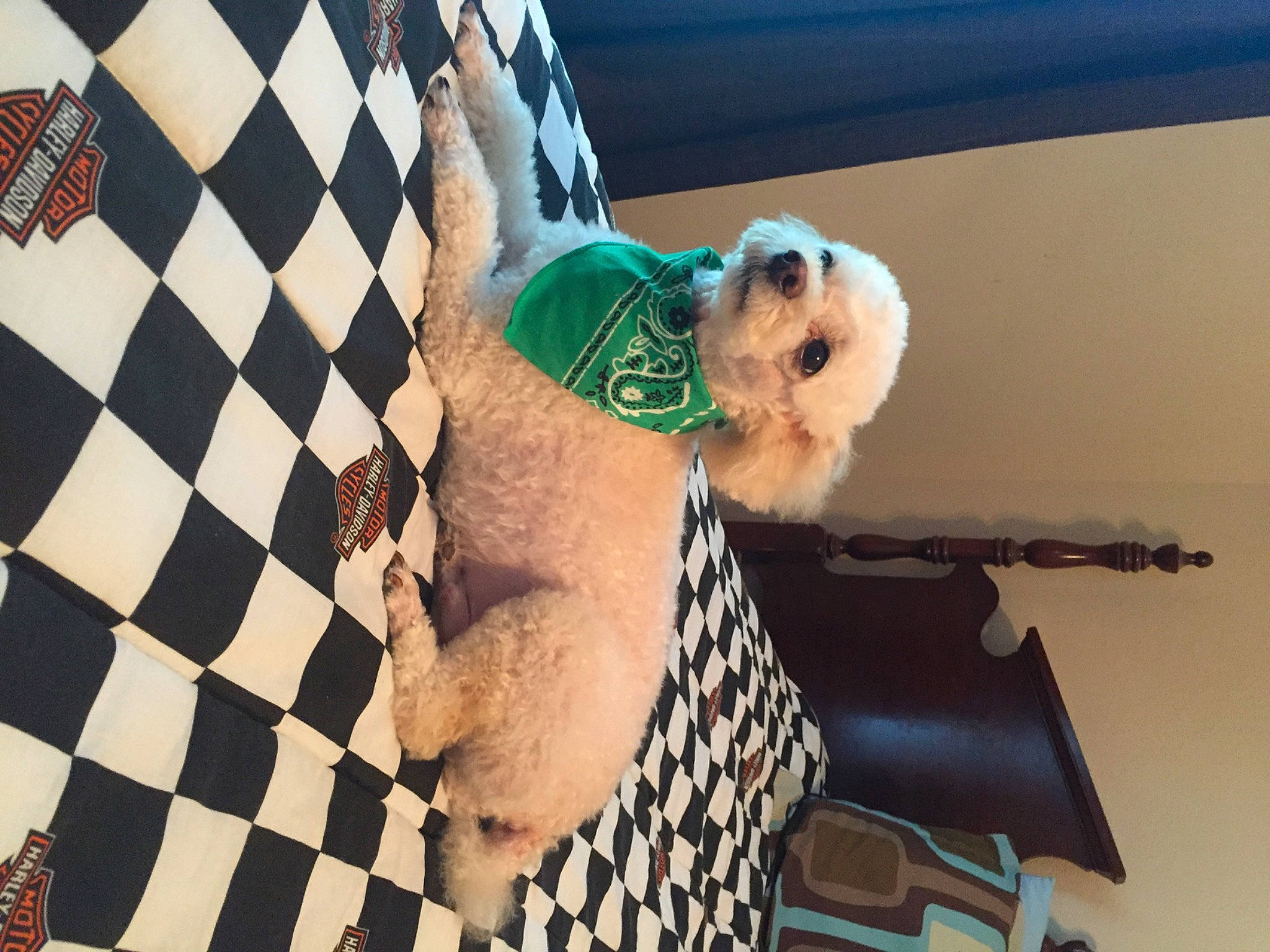 Harley joined the competition — help win amazing prizes! carnivore, companion_dog, couch, dog, dog_breed, dog_clothes, eyewear, fashion_accessory, fawn, fur, indoor_games_and_sports, linens, pattern, plaid, recreation, room, stuffed_toy, sunglasses, toy, toy_dog