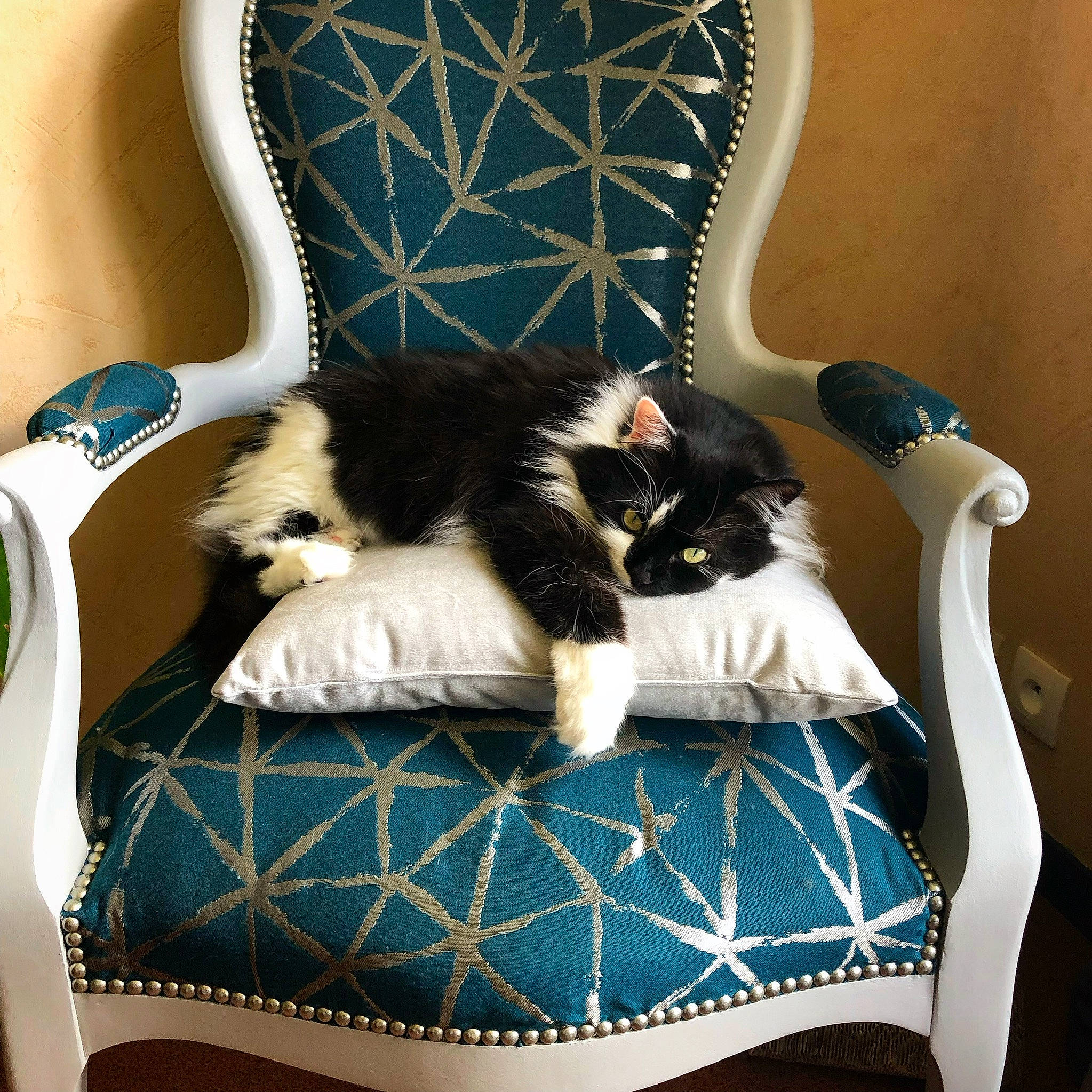 Cibelle participe au concours pour gagner de l'argent avec cette photo : black, black_cat, blue, carnivore, cat, chair, comfort, couch, felidae, fur, furniture, interior_design, kitten, norwegian_forest_cat, room, slipcover, small_to_medium_sized_cats, table, tail, whiskers
