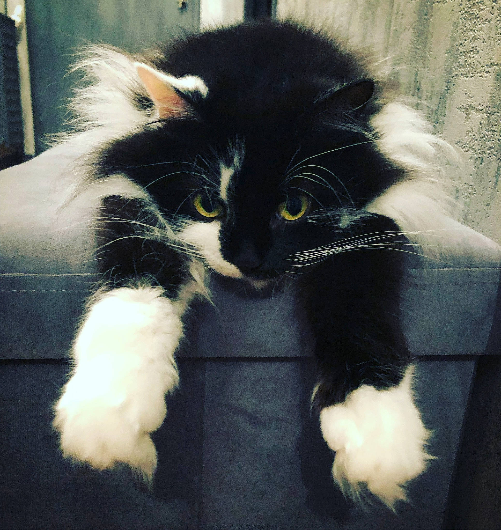 Cibelle participe au concours pour gagner de l'argent avec cette photo : american_curl, black_and_white, black_cat, carnivore, cat, claw, domestic_long_haired_cat, ear, felidae, fur, norwegian_forest_cat, polydactyl_cat, small_to_medium_sized_cats, snout, tail, whiskers