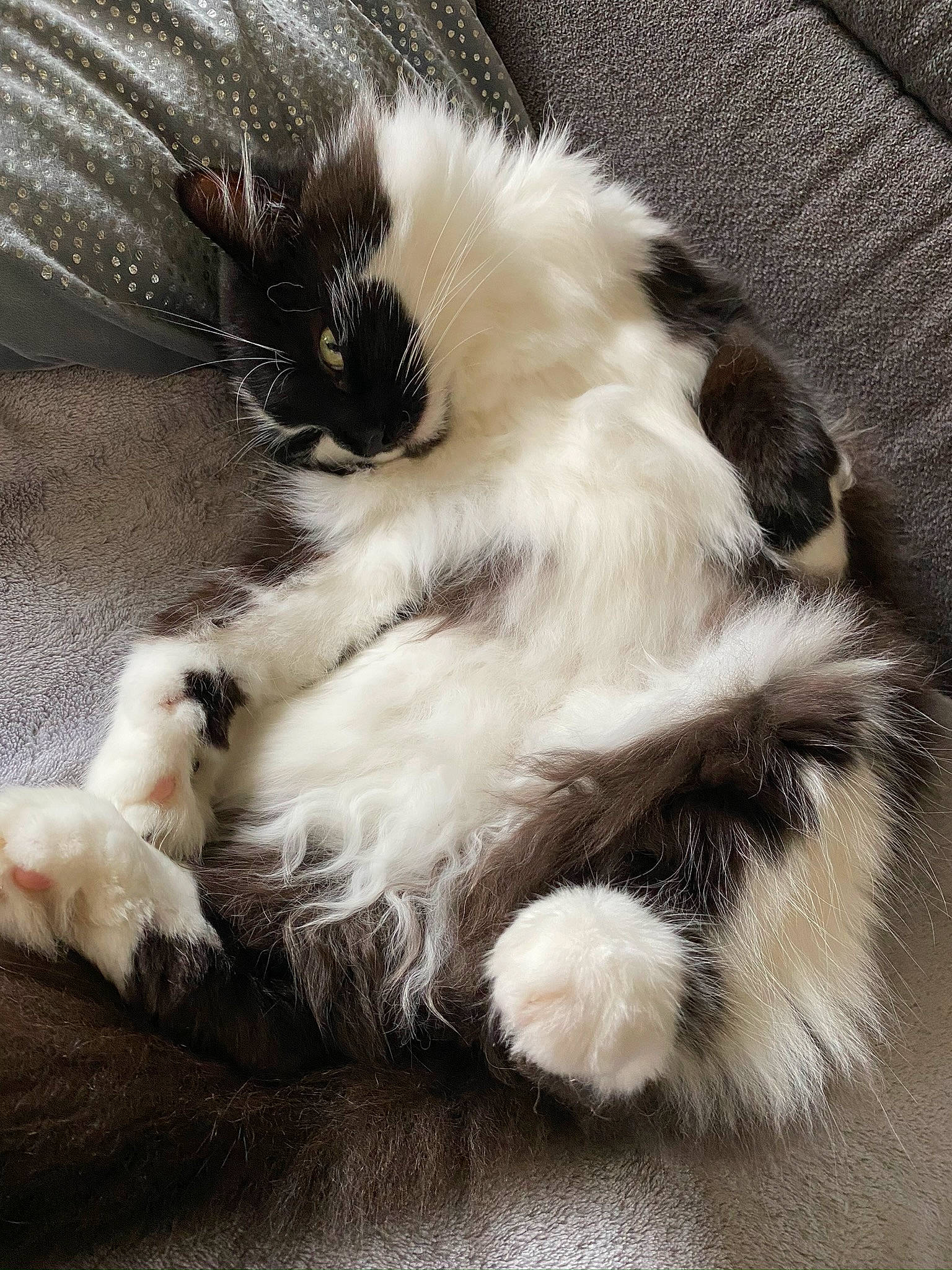 Cibelle participe au concours pour gagner de l'argent avec cette photo : birman, carnivore, cat, claw, domestic_long_haired_cat, felidae, fur, kitten, mammal, nap, norwegian_forest_cat, paw, polydactyl_cat, ragamuffin, ragdoll, small_to_medium_sized_cats, tail, whiskers
