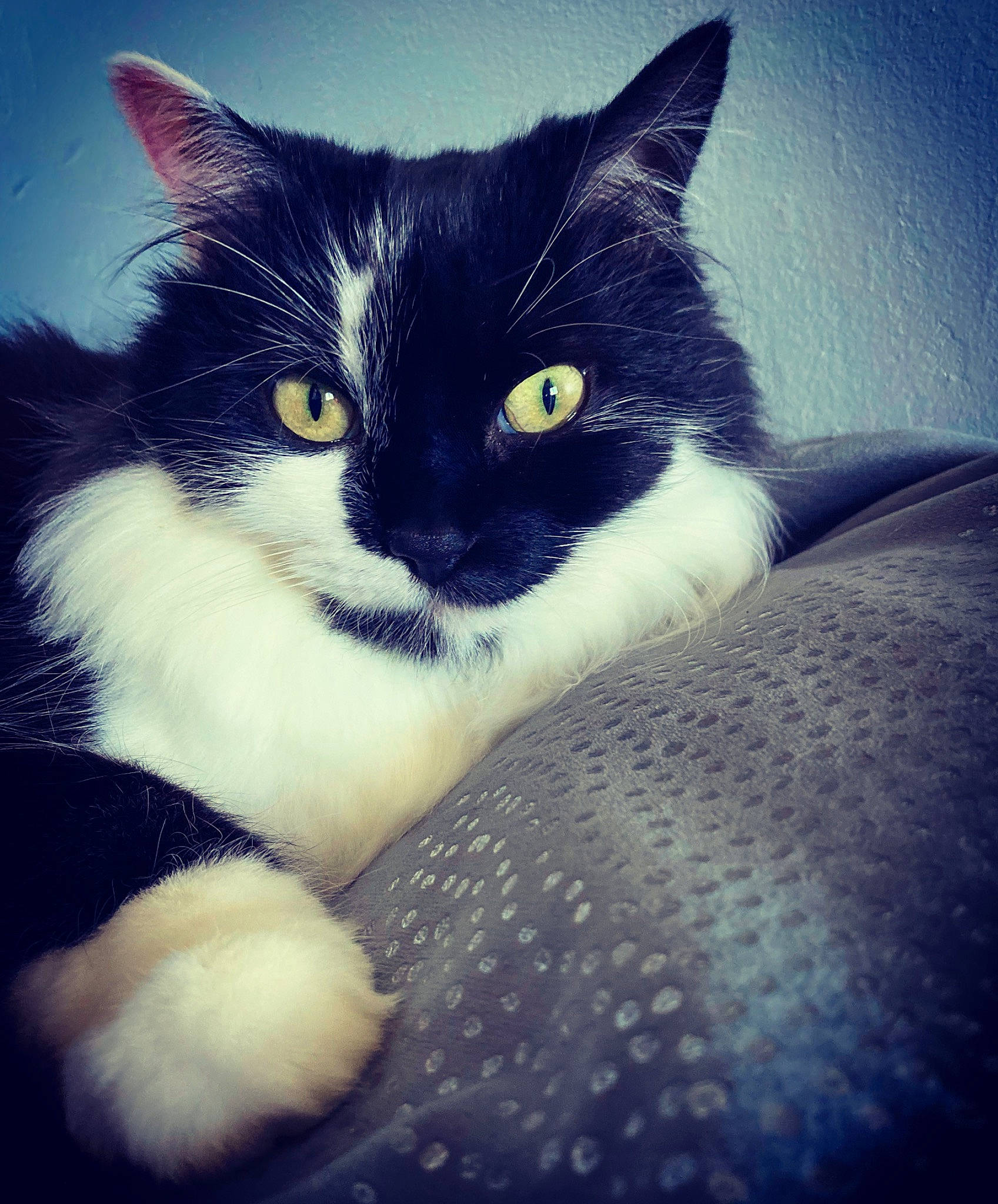 Cibelle a rejoint le concours — aidez-le/la à gagner de superbes lots ! black_and_white, black_cat, carnivore, cat, domestic_long_haired_cat, domestic_short_haired_cat, eye, felidae, fur, kitten, nose, polydactyl_cat, sky, small_to_medium_sized_cats, snout, tail, whiskers