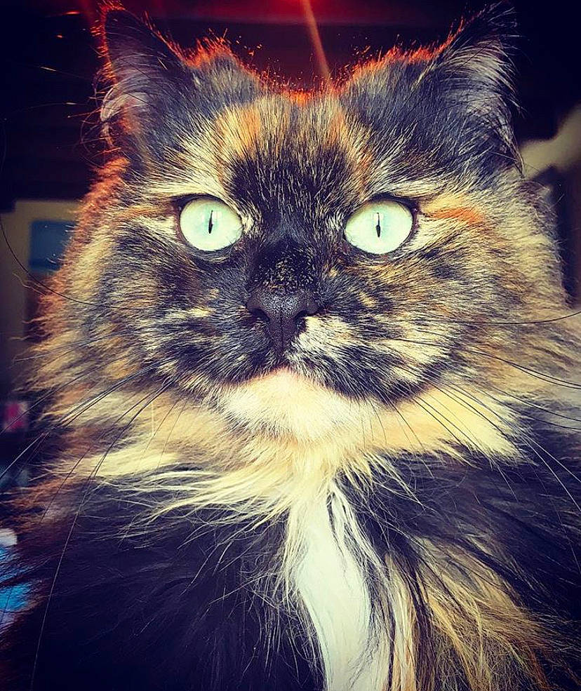 Gaya a rejoint le concours — aidez-le/la à gagner de superbes lots ! carnivore, cat, domestic_long_haired_cat, ear, eye, felidae, fur, hair, kitten, maine_coon, norwegian_forest_cat, persian, sky, small_to_medium_sized_cats, smile, snout, whiskers