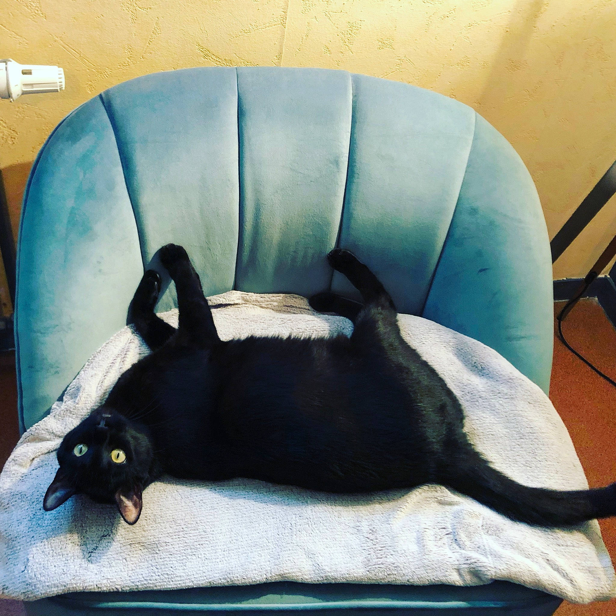 Nero participe au concours pour gagner de l'argent avec cette photo : black_cat, canidae, carnivore, cat, comfort, felidae, furniture, small_to_medium_sized_cats, sporting_group, tail
