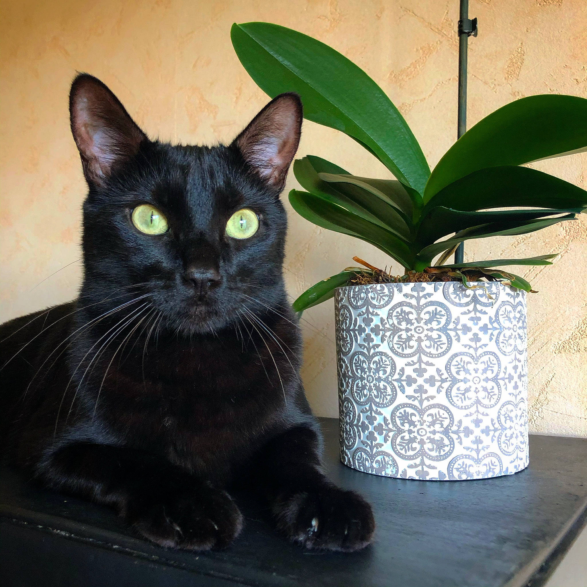 Nero a rejoint le concours — aidez-le/la à gagner de superbes lots ! asian, black_cat, bombay, carnivore, cat, domestic_short_haired_cat, felidae, flower, flowerpot, houseplant, plant, small_to_medium_sized_cats, whiskers