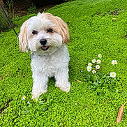 Romy participe au concours pour gagner de l'argent avec cette photo : animal, collar, cute, daisy, dog, flower, fluffy, fur, garden, grass, greenery, happy, leash, nature, outdoor, pet, playful, portrait, small_dog, summer