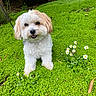 animal, collar, cute, daisy, dog, flower, fluffy, fur, garden, grass, greenery, happy, leash, nature, outdoor, pet, playful, portrait, small_dog, summer