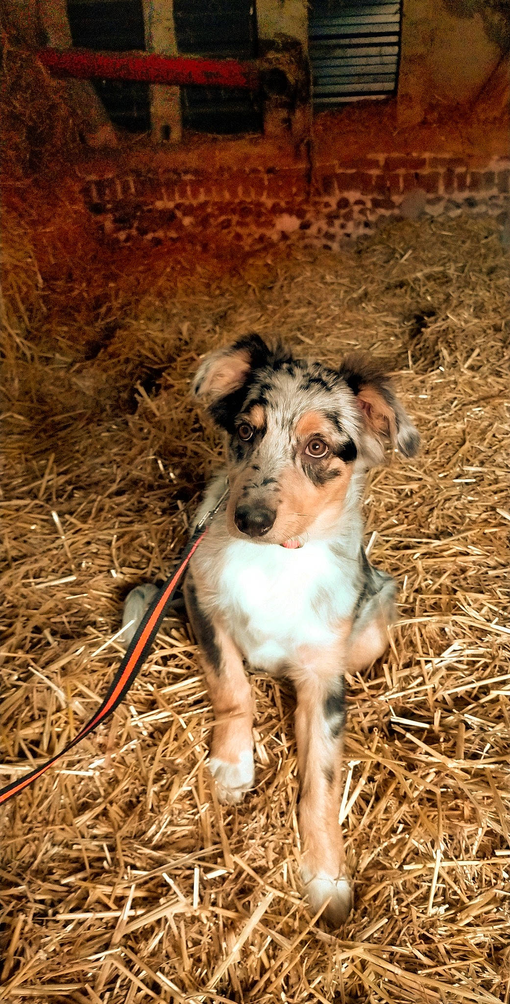 Raya participe au concours pour gagner de l'argent avec cette photo : canidae, carnivore, dog, dog_breed, fawn, grass, koolie, louisiana_catahoula_leopard_dog, mammal, smooth_collie, snout, texas_heeler