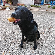 Yoda a rejoint le concours — aidez-le/la à gagner de superbes lots ! animal, black_dog, blue_shutters, bread, courtyard, daylight, dog, flowerpots, flowers, fur, garden, gravel, happy, holding_food, house, open_mouth, outdoor, pet, portrait, sitting