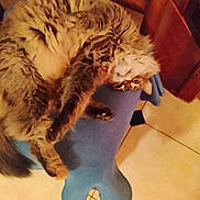 Imogene a rejoint le concours — aidez-le/la à gagner de superbes lots ! animal, blue_cushion, bone_shaped_cushion, cat, cozy, curious, feline, fluffy, fur, home, indoor, mammal, paw, pet, relaxed, resting, tile_floor, upside_down, whiskers, wooden_furniture