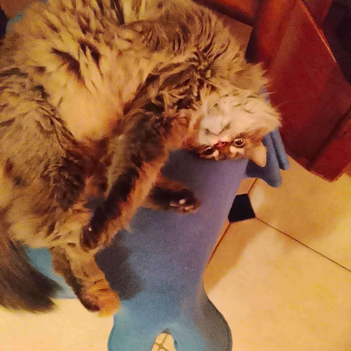 Imogene a rejoint le concours — aidez-le/la à gagner de superbes lots ! animal, blue_cushion, bone_shaped_cushion, cat, cozy, curious, feline, fluffy, fur, home, indoor, mammal, paw, pet, relaxed, resting, tile_floor, upside_down, whiskers, wooden_furniture