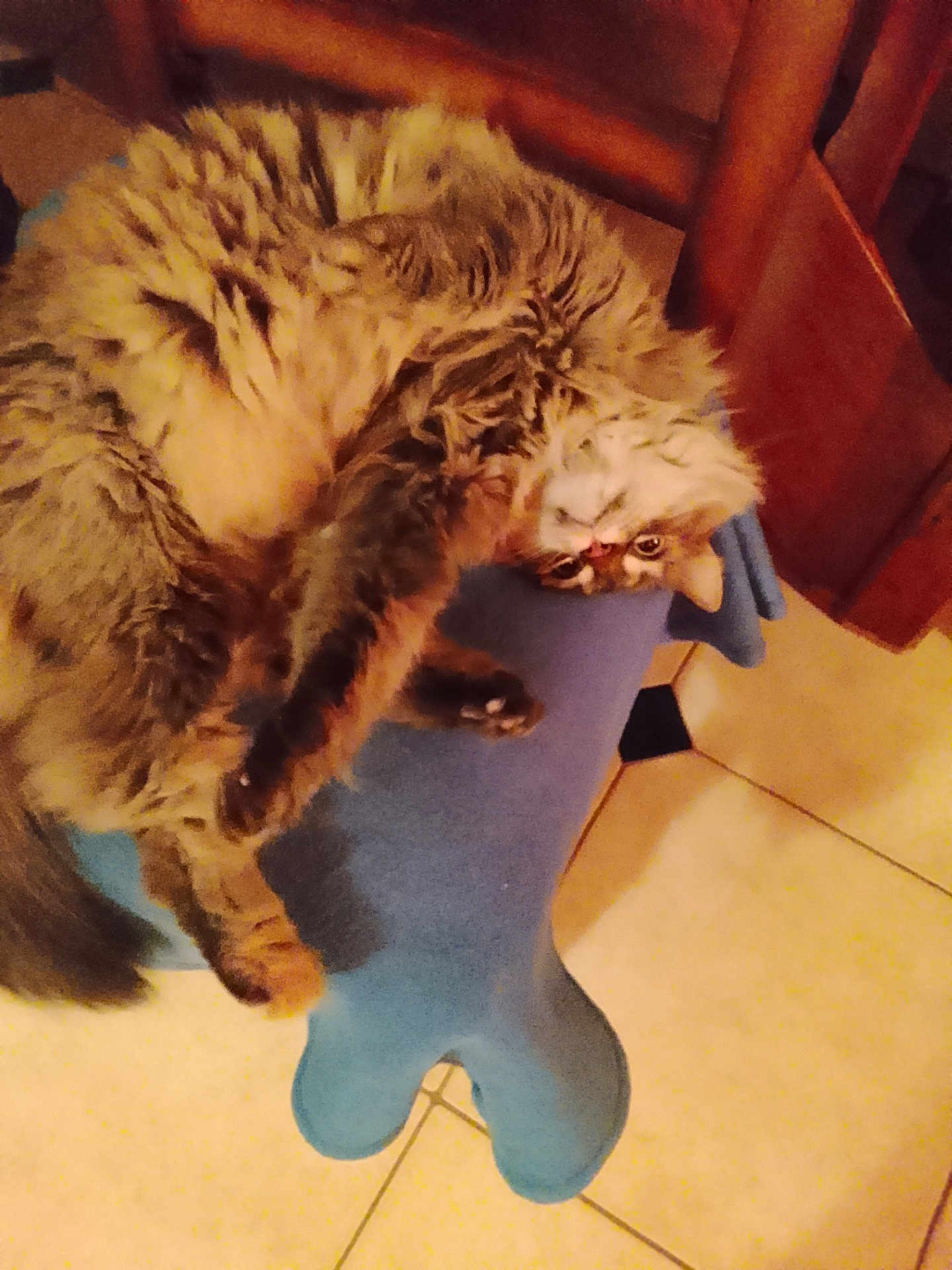 Imogene a rejoint le concours — aidez-le/la à gagner de superbes lots ! animal, blue_cushion, bone_shaped_cushion, cat, cozy, curious, feline, fluffy, fur, home, indoor, mammal, paw, pet, relaxed, resting, tile_floor, upside_down, whiskers, wooden_furniture