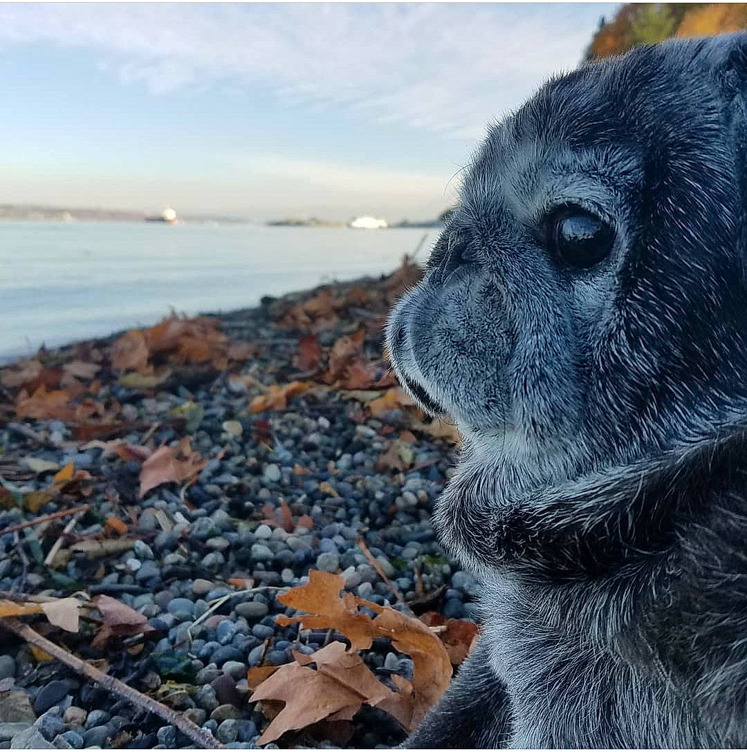 Wookie is registered to the contest to win money with this photo: art, beach, canidae, carnivore, cloud, dog_breed, fur, horizon, landscape, marine_mammal, plant, rock, sculpture, sky, sporting_group, terrestrial_animal, tree, water, whiskers, wood