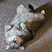 Ollie is registered to the contest to win money with this photo: cat, tabby, pet, animal, feline, carpet, indoor, lying_down, belly_up, curious, fur, whiskers, paws, sunlight, relaxed, cozy, home, cute, striped, domestic
